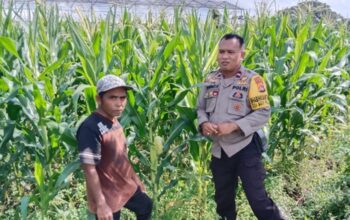 Transformasi Bhabinkamtibmas: Tak Hanya Jaga Keamanan, Kini Kawal Langsung Petani Jagung di Bagik Polak Barat