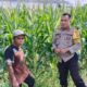 Transformasi Bhabinkamtibmas: Tak Hanya Jaga Keamanan, Kini Kawal Langsung Petani Jagung di Bagik Polak Barat