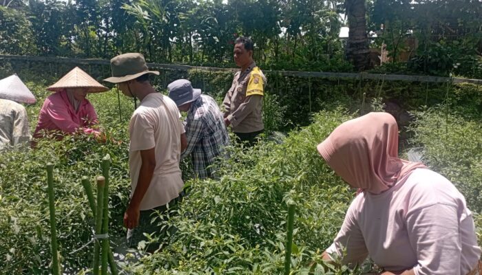 Bhabinkamtibmas Desa Kesik Polsek Masbagik Cek Lahan Ketahanan Pangan Bergizi Tanaman Cabai