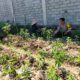 Bhabinkamtibmas Desa Sakra Selatan Monitor Program Ketahanan Pangan dan Ajak Warga Dukung Program Pemerintah lainnya