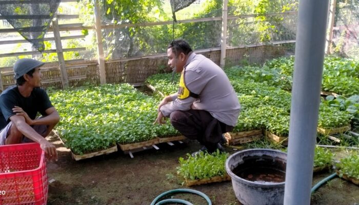 Bhabinkamtibmas Desa Tanak Gadang Monitoring Pembibitan Cabai dan Potchai untuk Dukung Program Ketahanan Pangan
