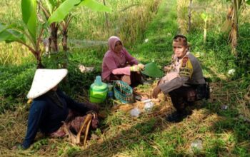 Dukung Program Presiden, Polsek Labuapi Cek Pangan Terong Tawah