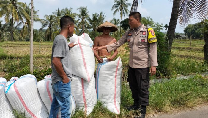 Bhabinkamtibmas Desa Bagik Papan Cek Hasil Panen Padi dan Berikan Himbauan Kamtibmas kepada Warga