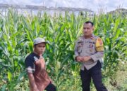 Cara Bhabinkamtibmas Bagik Polak Barat Sukseskan Swasembada Pangan