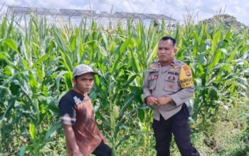 Bhabinkamtibmas Lombok Barat Pacu Petani Jagung Maksimalkan Lahan