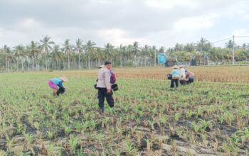 Polsek Gerung Dampingi Petani Jagung dan Peternak di Lombok Barat