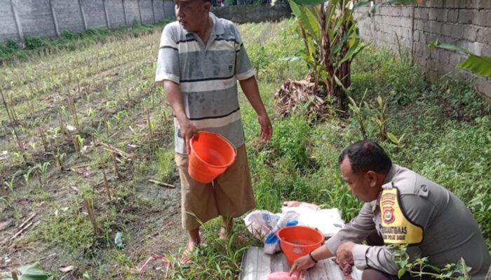 Sinergi Bhabinkamtibmas dan Petani Labuapi: Manfaatkan Lahan Pekarangan Demi Swasembada Pangan