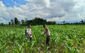 Polres Loteng Cek Pertumbuhan Jagung Warga, Dukung Program Ketahanan Pangan