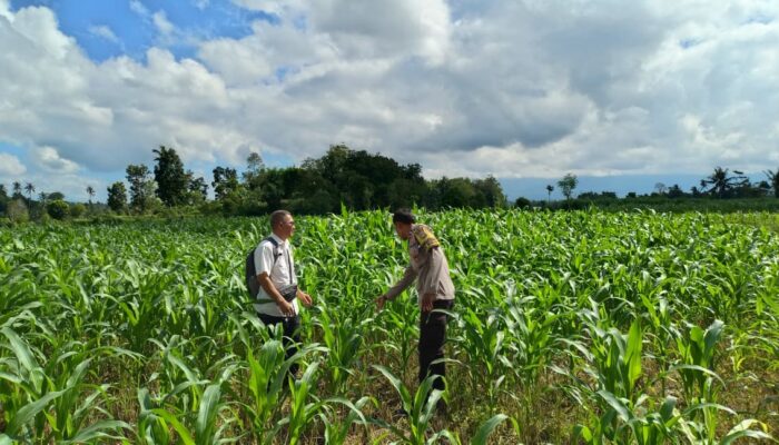 Polres Loteng Cek Pertumbuhan Jagung Warga, Dukung Program Ketahanan Pangan