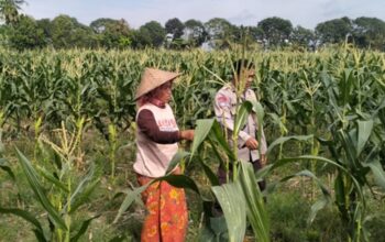 Rahasia Petani Lombok Barat Tetap Tangguh Jaga Ketahanan Pangan Bersama Polisi