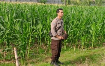Pekarangan Bergizi di Lombok Barat Cara Warga Mandiri Pangan
