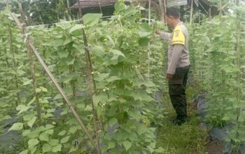 Bhabinkamtibmas Desa Kesik Cek Lahan Ketahanan Pangan Bergizi, Dukung Budidaya Kacang Panjang di Dusun Munsok