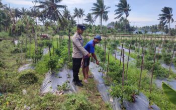 Bhabinkamtibmas Desa Paokmotong Monitoring Program Ketahanan Pangan, Cek Lahan Pekarangan Pangan Bergizi