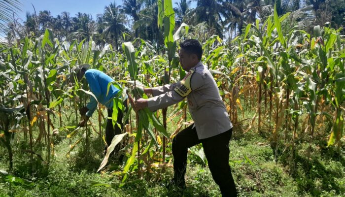 Bhabinkamtibmas Desa Mekar Damai Tinjau Lahan Petani Jagung Jelang Panen