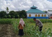 Bhabinkamtibmas Labuapi Dorong Warga Tanam Cabai di Pekarangan