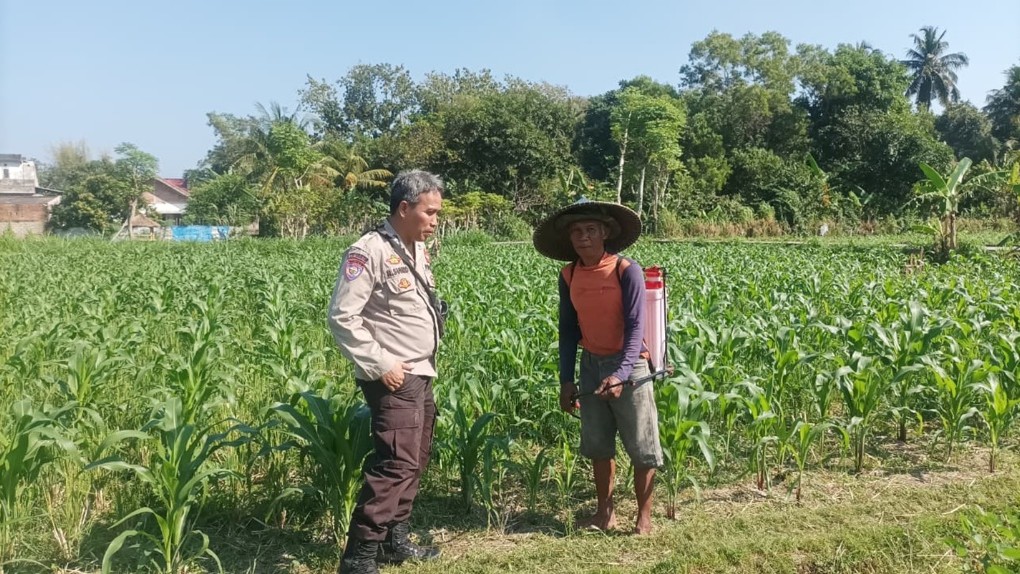 Strategi Swasembada Pangan Nasional Lewat Lahan Pekarangan