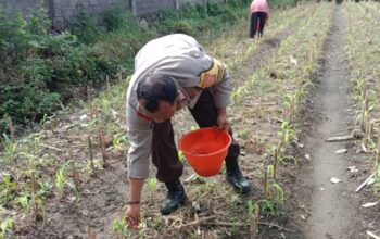 Bhabinkamtibmas Polsek Labuapi Gerakkan Program Ketahanan Pangan Desa