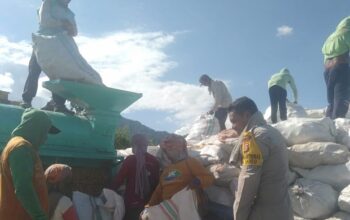 BHABINKAMTIBMAS POLSEK WOJA PANTAU PROSES PENGGILINGAN DAN PENJEMURAN JAGUNG WARGA DI DESA SANEO