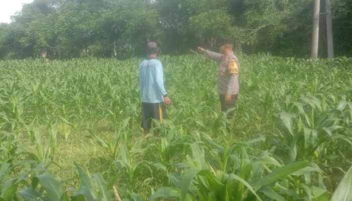 Bhabinkamtibmas Desa Rhee Dampingi Warga Pantau Pertumbuhan Jagung Hibrida