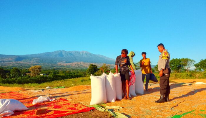 BHABINKAMTIBMAS POLSEK PEKAT LAKUKAN PEMANTAUAN HASIL PANEN JAGUNG WARGA DI DESA DOROPETI