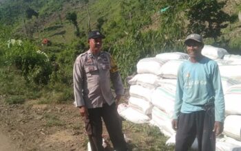 BHABINKAMTIBMAS POLSEK WOJA PANTAU PANEN JAGUNG WARGA, DUKUNG KETAHANAN PANGAN NASIONAL