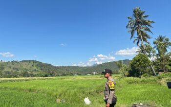 Dukung Ketahanan Pangan Nasional, Bhabinkamtibmas Desa Rhee Loka Tinjau Tanaman Padi Warga