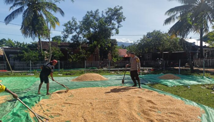 BHABINKAMTIBMAS DESA ADU BANTU PETANI JEMUR JAGUNG, DUKUNG PENINGKATAN KUALITAS HASIL PANEN