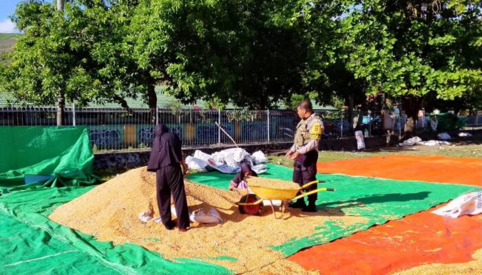 PANTAU PENJEMURAN JAGUNG WARGA, BHABINKAMTIBMAS DESA SAWE DUKUNG KETAHANAN PANGAN NASIONAL