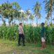 BHABINKAMTIBMAS DESA DOROKOBO MONITORING LAHAN JAGUNG WARGA, DORONG PENINGKATAN PRODUKSI PERTANIAN