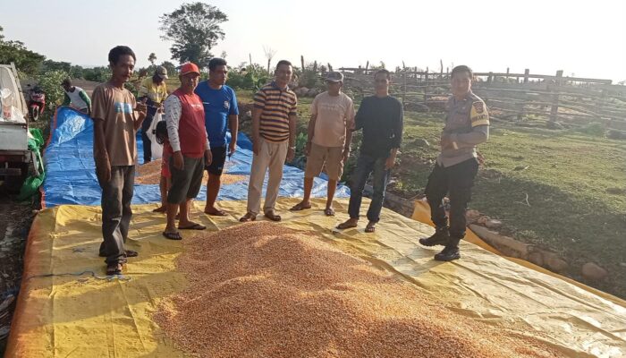 BHABINKAMTIBMAS DESA HU’U DAMPINGI PETANI JAGUNG, DUKUNG KETAHANAN PANGAN DAN KEMANDIRIAN EKONOMI WARGA