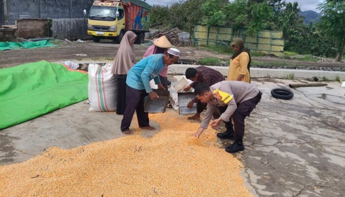 Dari Tanam hingga Panen, Bhabinkamtibmas Desa O’o Polsek Dompu Konsisten Dampingi Petani Jagung