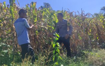 Dukung Ketahanan Pangan, Bhabinkamtibmas Desa Tatebal Dampingi Petani Optimalkan Lahan Produktif