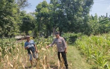 Polri Dukung Astacita, Polsek Rengel Polres Tuban Turun Cek Tanaman Jagung Warga di Desa Punggulrejo