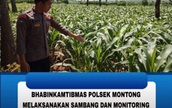 Polsek Montong Polres Tuban Turun Cek Tanaman jagung Warga di Desa Bringin