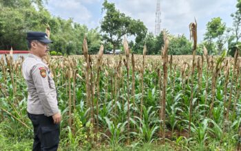 Monitoring Lahan Jagung Warga, Bhabinkamtibmas Polsek Tuban Dukung Swasembada Pangan