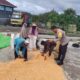 Dari Tanam hingga Panen, Bhabinkamtibmas Desa O’o Polsek Dompu Konsisten Dampingi Petani Jagung