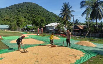 Pemanfaatan Lahan Pekarangan Jadi Pesan Bhabinkamtibmas Saat Pantau Hasil Panen Jagung