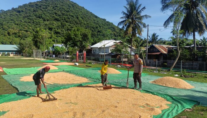 Pemanfaatan Lahan Pekarangan Jadi Pesan Bhabinkamtibmas Saat Pantau Hasil Panen Jagung
