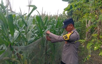 Polres Tuban Dukung Program Astacita, Kanit Binmas Polsek Kenduruan Turun Langsung Cek Lahan Jagung Warga