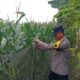 Polres Tuban Dukung Program Astacita, Kanit Binmas Polsek Kenduruan Turun Langsung Cek Lahan Jagung Warga