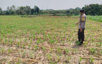 Dukung Astacita, Polsek Jatirogo Polres Tuban Pantau Langsung Lahan Jagung Warga Desa Paseyan