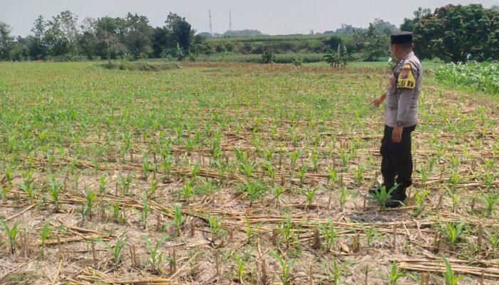 Dukung Astacita, Polsek Jatirogo Polres Tuban Pantau Langsung Lahan Jagung Warga Desa Paseyan