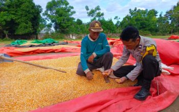 Polres Bima Kota Dukung Sektor Pertanian Melalui Monitoring Hasil Panen Jagung