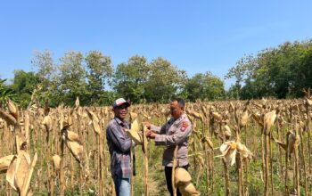 Anggota Polsek Bancar Polres Tuban Monitoring Tanaman Jagung Siap Panen
