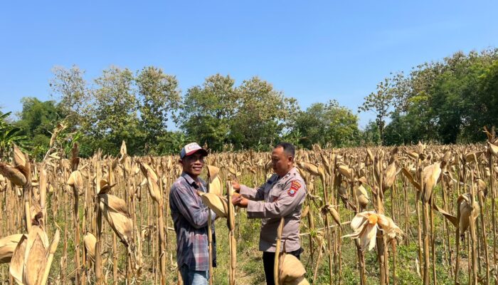 Anggota Polsek Bancar Polres Tuban Monitoring Tanaman Jagung Siap Panen