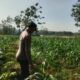 Polsek Singgahan Polres Tuban Turun Cek Tanaman jagung Warga di Desa Saringembat