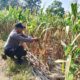 Polsek Soko Polres Tuban Polda Jawa Timur Bergerak! Dukung Penuh Swasembada Pangan Presiden Prabowo Melalui Pendampingan Petani
