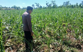 Polsek Tambakboyo Polres Tuban Turun Cek Tanaman jagung Warga di Desa Belikanget