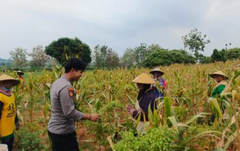 Sinergi Polri dan Petani, Bripda Shandy Turun Ke Sawah Sukseskan Panen Jagung di Desa Siding