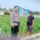 Polri Dukung Astacita, Polsek Palang Polres Tuban Turun Cek Tanaman jagung milik Warga di Desa Cepokorejo